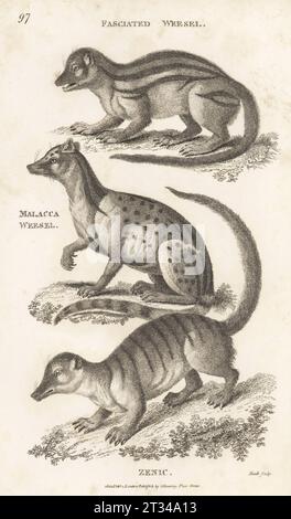 Mangouste malgache à larges rayures, Galidictis fasciata, petite civette indienne, Viverricula indica et surikat, Suricata suricatta. Weesel fascié, Vivera fasciata, Malacca weesel, Vivera malaccensis et Zenic, Vivera zenic. Gravure sur cuivre par James Heath, de George Shaw’s General Zoology : Mammalia, G. Kearsley, Fleet Street, Londres, 1800. Banque D'Images