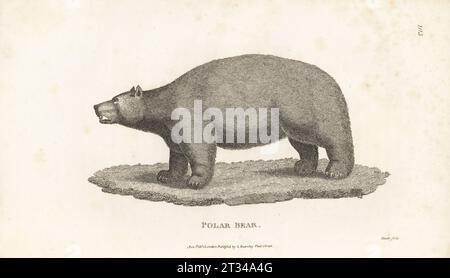 Ours polaire, Ursus maritimus. Thalarctos maritimus. D'après une illustration de John Webber pour le capitaine Cook sur son troisième Voyage. Gravure sur cuivre par James Heath, de George Shaw’s General Zoology : Mammalia, G. Kearsley, Fleet Street, Londres, 1800. Banque D'Images