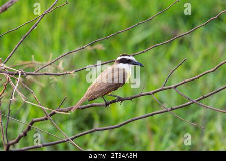 Grand oiseau Kiskadee dans le Pantanal brésilien de Miranda Banque D'Images