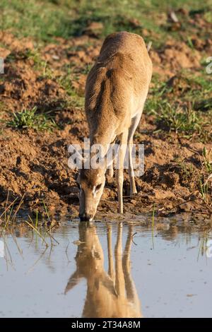 Pampas cerfs buvant de l'eau du lac dans le Pantanal brésilien Banque D'Images