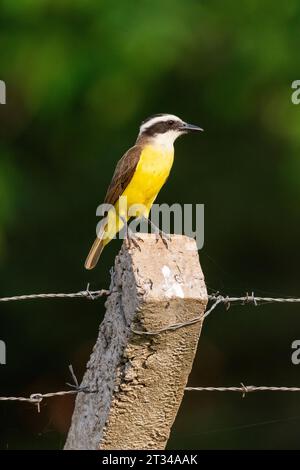 Grand oiseau Kiskadee dans le Pantanal brésilien de Miranda Banque D'Images