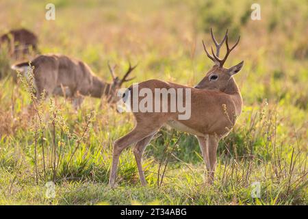 Cerfs de Pampas dans les champs du Pantanal brésilien de Miranda Banque D'Images