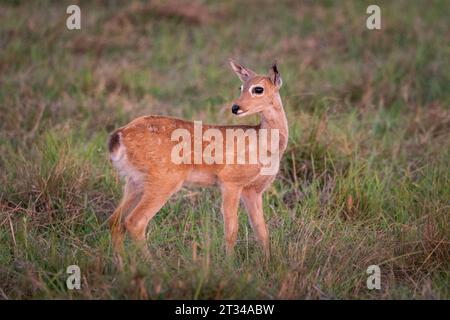 ourlet de cerf de Pampas dans les champs du Pantanal brésilien de Miranda Banque D'Images