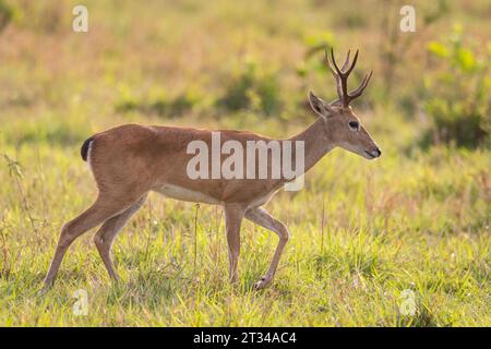 Cerfs de Pampas dans les champs du Pantanal brésilien de Miranda Banque D'Images