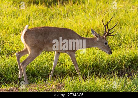 Cerfs de Pampas dans les champs du Pantanal brésilien de Miranda Banque D'Images