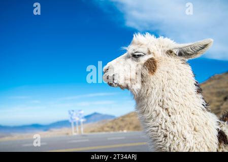 Llama gros plan dans les hauteurs de Tucumán, Argentine Banque D'Images