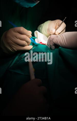 Gros plan des mains d'un chirurgien faisant une incision dans la peau d'un patient. Banque D'Images