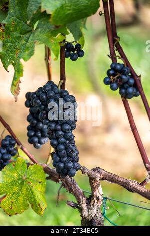 Les grappes de raisin poussent sur la vigne dans une cave Banque D'Images