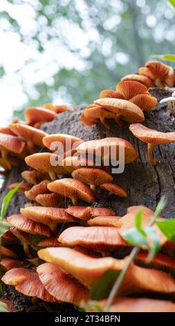 champignon de forêt orange sous la vue Banque D'Images