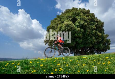 Belle femme âgée chevauchant son vélo de montagne électrique sous un énorme chêne en pierre dans la région du chianti en Toscane, en Italie Banque D'Images