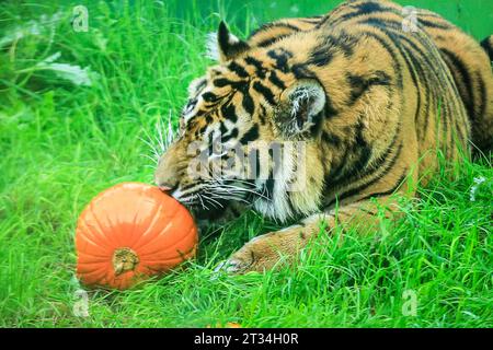 Londres, Royaume-Uni. 23 octobre 2023. Les adolescents tigres du zoo de conservation, Zac et Crispin, tous deux des tigres de Sumatra en danger critique d'extinction, suivent une piste odorante pour recevoir leur régal d'Halloween. Les animaux du zoo de Londres, un zoo de conservation ZSL, profitent de cette saison effrayante et célèbrent Halloween tôt avec des friandises à la citrouille. Crédit : Imageplotter/Alamy Live News Banque D'Images