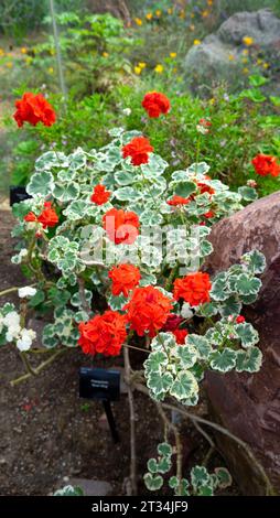 Ailes d'argent de pélargonium rouge avec des feuilles blanches et vertes panachées poussant dans le Conservatoire Princess of Wales à Kew Gardens à Londres, Royaume-Uni KATHY DEWITT Banque D'Images