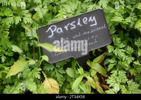 Une sélection d'étiquettes de plantes illustrées à côté de plantes en croissance au Weald & Downland Museum à Chichester, West Sussex, Royaume-Uni. Banque D'Images