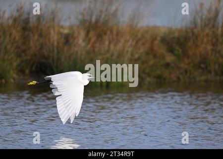 Aigrette garzette - Egretta garzetta Banque D'Images