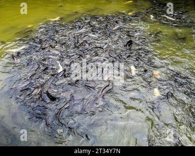 Vietnam, Delta de Mekon, poisson-chat Banque D'Images