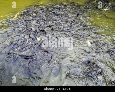 Vietnam, Delta de Mekon, poisson-chat Banque D'Images