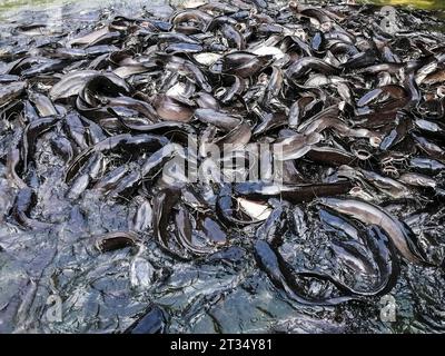 Vietnam, Delta de Mekon, poisson-chat Banque D'Images