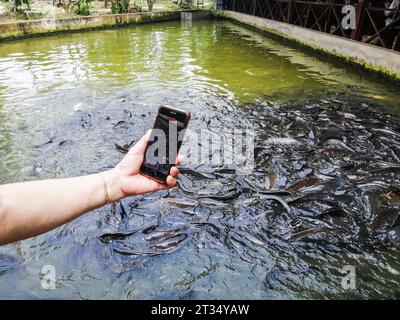 Vietnam, Delta de Mekon, poisson-chat Banque D'Images