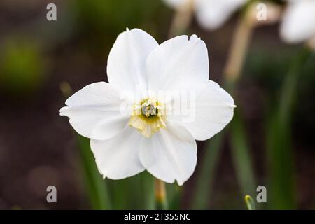 Les jonquilles (Narcissus poeticus blanc) isolé sur fond blanc Banque D'Images