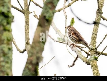 A Redwing, Turdus iliacus à Ambleside, Lake District, Royaume-Uni Banque D'Images