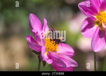 Bumble Bee collecte le pollen des têtes de fleurs de dahlia rose vif et jaune sur un fond vert. Photographie macro. Centre de l'Écosse, Royaume-Uni Banque D'Images