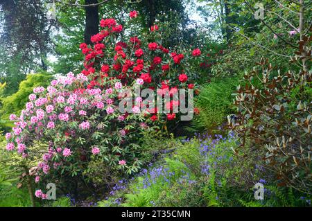 Pink & Red Rhododendron/Azalea (Ericaceae) arbustes près d'un sentier dans le Himalayan Garden & Sculpture Park, North Yorkshire, Angleterre, Royaume-Uni. Banque D'Images