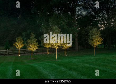 Éclairage d'aménagement paysager de cour qui brille sur les arbres, Pennsylvanie USA Banque D'Images