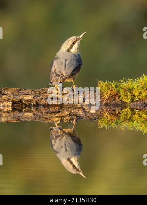 Nuthatch eurasien (Sitta europaea), perché sur le bord de la piscine d'eau avec reflet et bois caduque en toile de fond. Banque D'Images