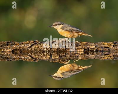 Nuthatch eurasien (Sitta europaea), perché sur le bord de la piscine d'eau avec reflet et bois caduque en toile de fond. Banque D'Images