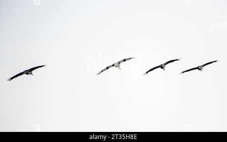 Freistatt, Allemagne. 23 octobre 2023. Grues survolant un champ dans le Diepholzer Moorniederung. De fin septembre à mi-novembre, les grues sont visibles dans le Diepholzer Moorniederung lors de leur escale au sud. Les oiseaux viennent principalement de Scandinavie et volent vers le sud-ouest de l'Europe. Crédit : Hauke-Christian Dittrich/dpa/Alamy Live News Banque D'Images