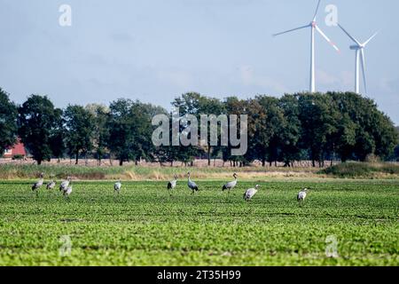 Freistatt, Allemagne. 23 octobre 2023. Plusieurs grues sont debout sur un champ dans le Diepholzer Moorniederung. De fin septembre à mi-novembre, les grues sont visibles dans le Diepholzer Moorniederung lors de leur escale au sud. Les oiseaux viennent principalement de Scandinavie et volent vers le sud-ouest de l'Europe. Crédit : Hauke-Christian Dittrich/dpa/Alamy Live News Banque D'Images