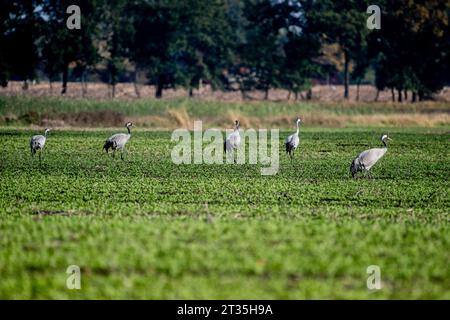 Freistatt, Allemagne. 23 octobre 2023. Plusieurs grues sont debout sur un champ dans le Diepholzer Moorniederung. De fin septembre à mi-novembre, les grues sont visibles dans le Diepholzer Moorniederung lors de leur escale au sud. Les oiseaux viennent principalement de Scandinavie et volent vers le sud-ouest de l'Europe. Crédit : Hauke-Christian Dittrich/dpa/Alamy Live News Banque D'Images