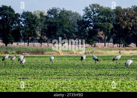 Freistatt, Allemagne. 23 octobre 2023. Plusieurs grues sont debout sur un champ dans le Diepholzer Moorniederung. De fin septembre à mi-novembre, les grues sont visibles dans le Diepholzer Moorniederung lors de leur escale au sud. Les oiseaux viennent principalement de Scandinavie et volent vers le sud-ouest de l'Europe. Crédit : Hauke-Christian Dittrich/dpa/Alamy Live News Banque D'Images