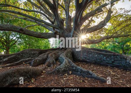 Nouvelle-Zélande, Île du Nord Nouvelle-Zélande, Auckland, Ficus macrophylla (Ficus macrophylla) dans le domaine d'Auckland Banque D'Images