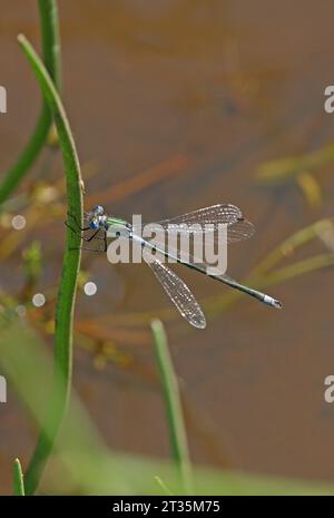 Damselfly émeraude (Lestes sponsa) mâle adulte reposant sur la végétation Eccles-on-Sea, Norfolk, Royaume-Uni. Juin Banque D'Images