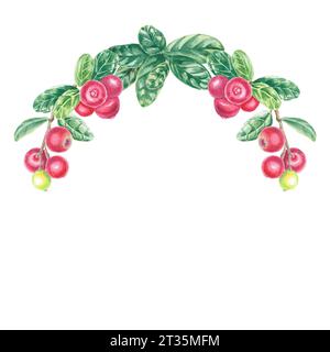 Couronne aquarelle lingonberry illustration isolée sur fond blanc. Baie d'automne pour logo, menu, carte, motif. Art pour le design. Manger sainement Banque D'Images