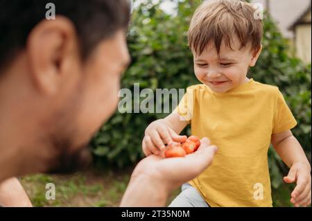 Fils souriant prenant des fraises de père dans le jardin Banque D'Images