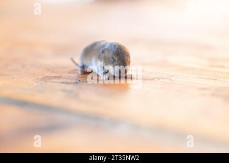 un petit mouse, un bébé campe sur une planche de bois Banque D'Images