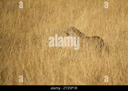 léopard dans une zone de savane avec de très hautes herbes à la première lumière dans le Masai Mara Banque D'Images