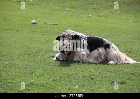 Yak broutant dans la steppe mongole Banque D'Images