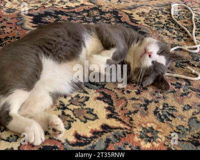 Un chat satisfait sieste paisiblement sur un tapis confortable à l'intérieur d'un décor de maison. Chat dormant sur tapis à la maison Copyright : xx IMG 0840 crédit : Imago/Alamy Live News Banque D'Images