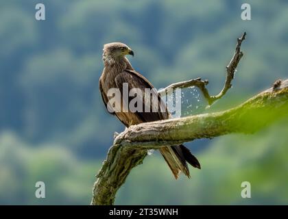 Cerf-volant rouge (Milvus milvus) perché sur la branche Banque D'Images