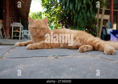 Rote orange Katze - Koh Phayam - Thaïlande, décembre 2022 *** Chat orange rouge Koh Phayam Thaïlande, décembre 2022 crédit : Imago/Alamy Live News Banque D'Images