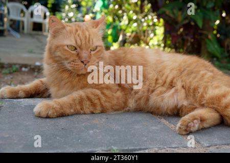 Rote orange Katze - Koh Phayam - Thaïlande, décembre 2022 *** Chat orange rouge Koh Phayam Thaïlande, décembre 2022 crédit : Imago/Alamy Live News Banque D'Images