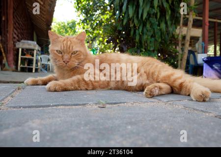 Rote orange Katze - Koh Phayam - Thaïlande, décembre 2022 *** Chat orange rouge Koh Phayam Thaïlande, décembre 2022 crédit : Imago/Alamy Live News Banque D'Images