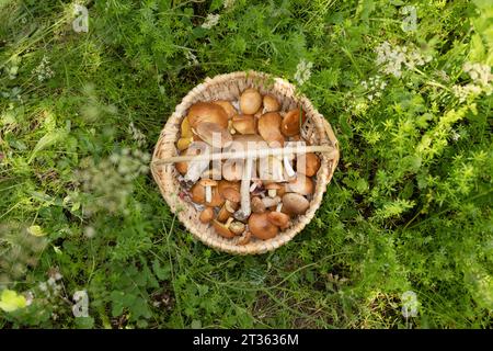 Panier de champignons en forêt Banque D'Images