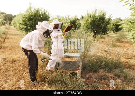 Apiculteurs portant des gants de protection et apiculture dans le champ d'amandiers Banque D'Images