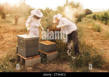 Apiculteurs portant des gants de protection et apiculture dans les champs Banque D'Images