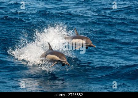 Mexique, Basse-Californie, deux dauphins communs (Delphinus delphis) Banque D'Images