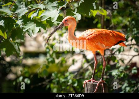 Un ibis écarlate (Eudocimus ruber) perché sur un poteau en bois et regardant Banque D'Images